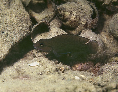 Telmatochromis cf. temporalis 'Sumbu'